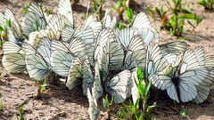 Nature Animals Butterflies white