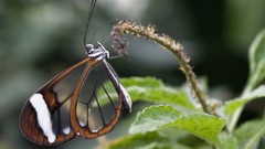 Nature Animals Butterflies wings transparent