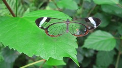 Nature Animals Butterflies wings transparent Glasswing Butterfly