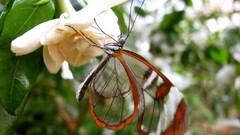 Nature Animals Butterflies wings transparent Glasswing Butterfly