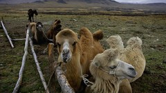 Nature Animals Camels