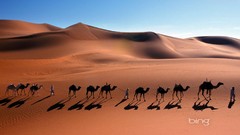 Nature Animals Camels deserts