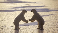 Nature Animals Canada Fighting Polar Bears