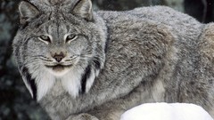 Nature Animals Canada lynx wildlife Canadian