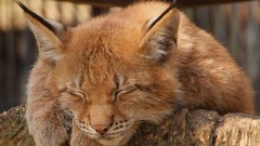 Nature Animals caracal