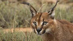 Nature Animals caracal