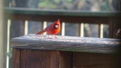 Nature Animals cardinal