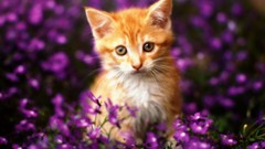 Nature Animals cats