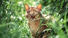 Nature Animals cats