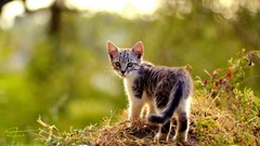 Nature Animals cats