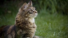 Nature Animals cats
