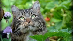 Nature Animals cats