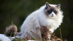 Nature Animals cats