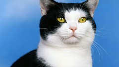 Nature Animals cats American