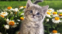 Nature Animals cats animal world versus