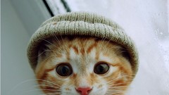 Nature Animals cats beanies