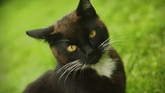 Nature Animals cats Black Cat pets domestic cat
