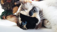 Nature Animals cats blue eyes lying down