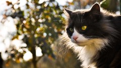 Nature Animals cats bokeh yellow eyes