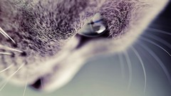 Nature Animals cats close-up