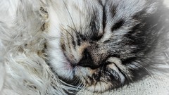 Nature Animals cats close-up