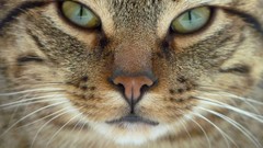 Nature Animals cats close-up