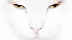 Nature Animals cats creatures