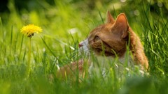Nature Animals cats dandelions