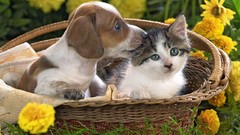 Nature Animals cats Dogs baskets baby animals