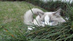 Nature Animals cats Garden Kittens pets