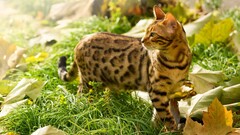 nature Animals cats grass outdoors leaves Plants looking away
