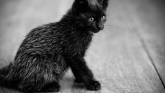 Nature Animals cats grayscale