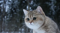 Nature Animals cats green eyes