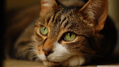 Nature Animals cats green eyes