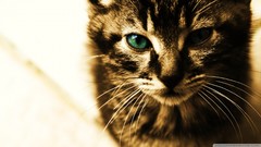 Nature Animals cats green eyes
