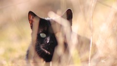 Nature Animals cats hunting hunter