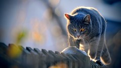 Nature Animals cats Kittens