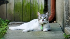 Nature Animals cats Kittens