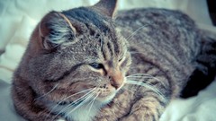 Nature Animals cats Kittens