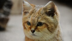 Nature Animals cats Kittens