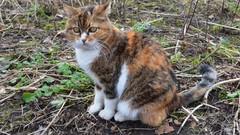 Nature Animals cats Kittens