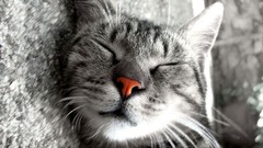 Nature Animals cats Kittens