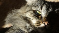 Nature Animals cats Kittens