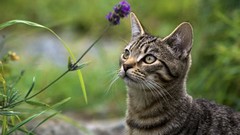 Nature Animals cats Kittens