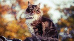 Nature Animals cats Kittens