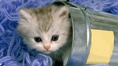 Nature Animals cats Kittens