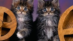 Nature Animals cats Kittens