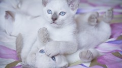 Nature Animals cats Kittens