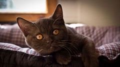 Nature Animals cats Kittens