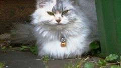 Nature Animals cats Kittens